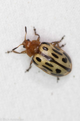 Chrysomela texana