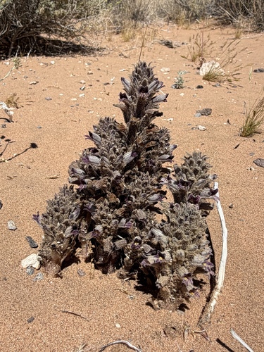 Aphyllon cooperi