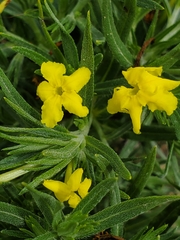 Lithospermum incisum