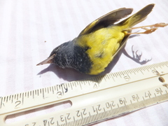 Geothlypis philadelphia