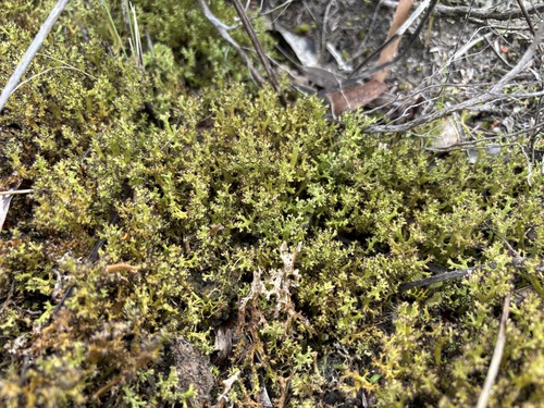 Cladia aggregata observed 2026-10-02