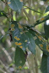 Cephaleuros lagerheimii