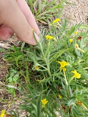 Lithospermum incisum