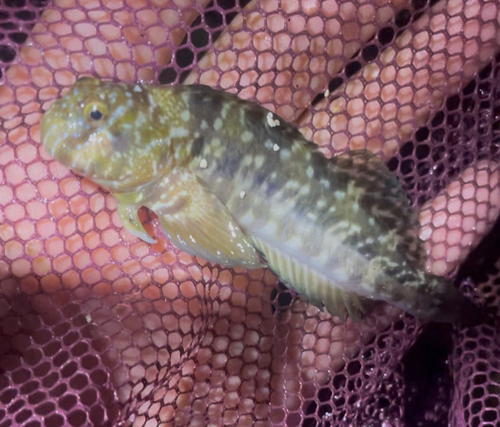 Entomacrodus marmoratus observed 2026-09-30