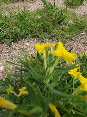 Lithospermum incisum