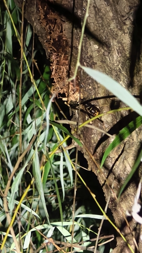 Yellow-legged Hornet