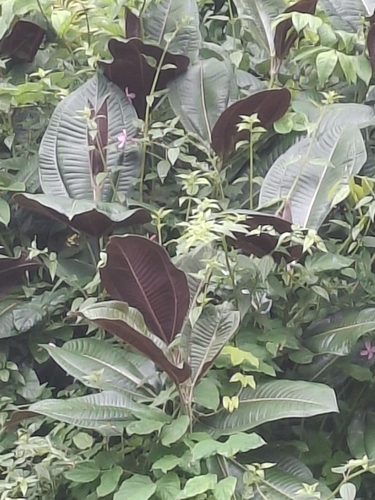 Miconia calvescens observed 2026-10-01