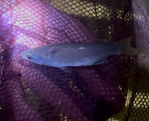 Neomyxus leuciscus observed 2026-09-30