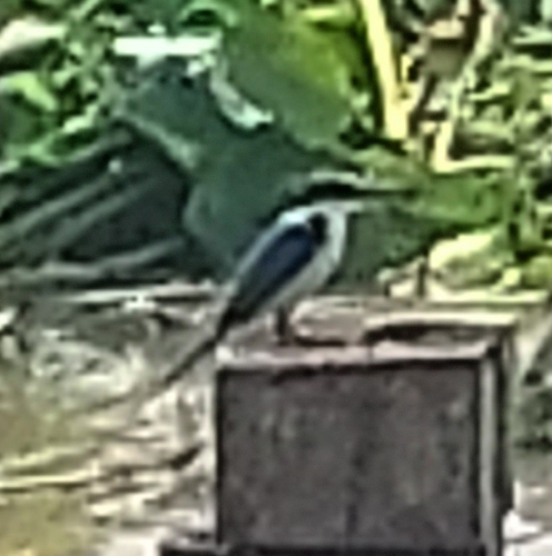 Collared Kingfisher
