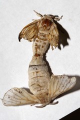 Bombyx mori