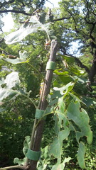 Dendrotettix quercus