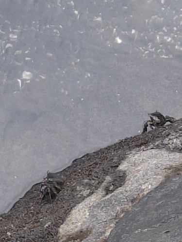 Metopograpsus thukuhar observed 2026-10-01
