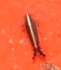 Stenocranus acutus