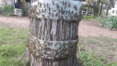 Dendrotettix quercus