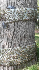 Dendrotettix quercus