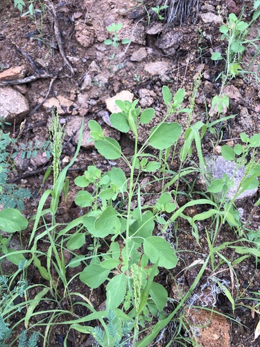 Mexican panicgrass