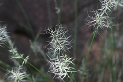 Aristida caput-medusae