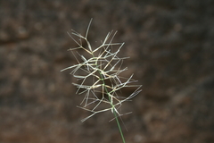 Aristida caput-medusae