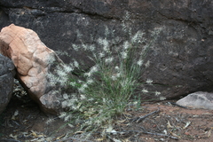 Aristida caput-medusae