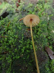 Mycena sanguinolenta