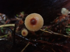 Mycena sanguinolenta