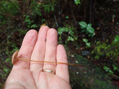 Mycena sanguinolenta