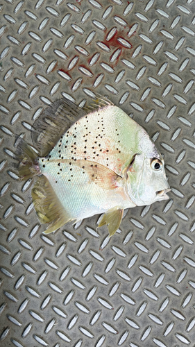 Drepane punctata observed 2026-10-02