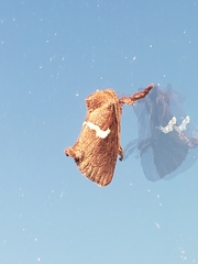 Monoleuca semifascia