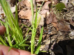 Carex leptonervia