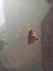 Monoleuca semifascia