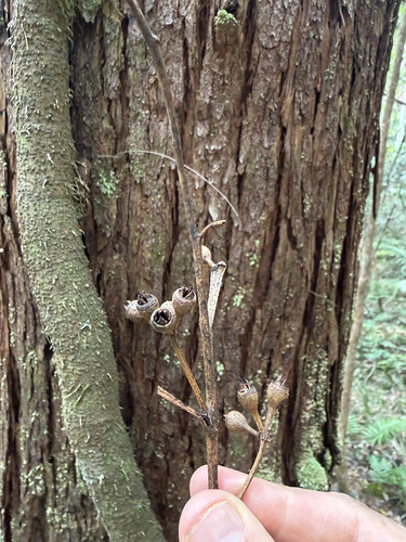 Eucalyptus resinifera observed 2026-09-23