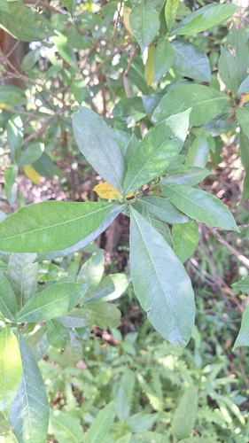 Gardenia jasminoides observed 2026-10-02