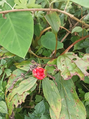 Paris polyphylla observed 2026-10-02