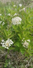 Ceanothus herbaceus