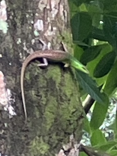 Lamprolepis smaragdina observed 2026-10-02