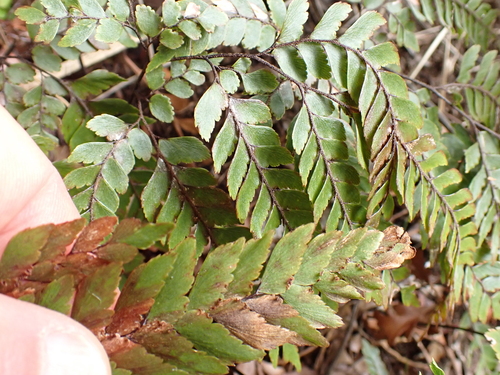 Adiantum fulvum observed 2026-10-02