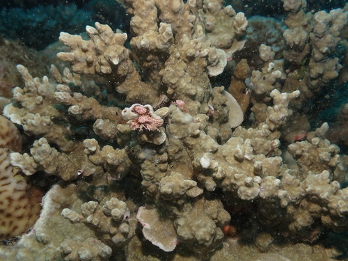 Porites rus observed 2026-10-01