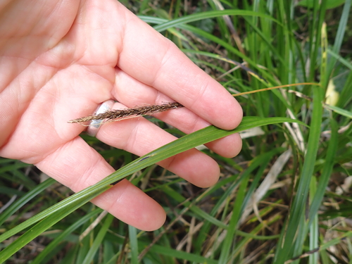 Carex uncinata observed 2026-10-02