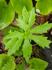 Petasites frigidus palmatus