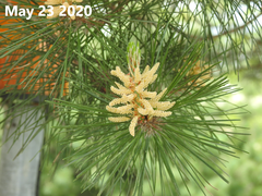 Pinus densiflora