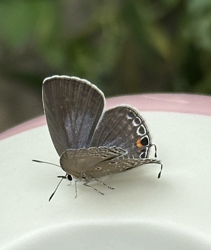 Plains Cupid