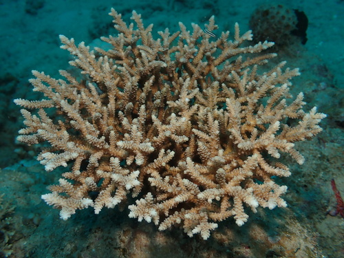 Acropora tenuis observed 2026-10-01