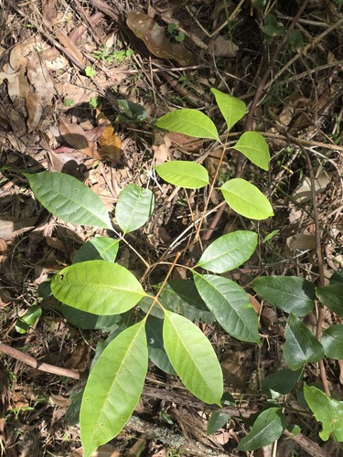 Euroschinus falcatus, 2026-10-02