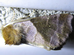 Gonoclostera timoniorum