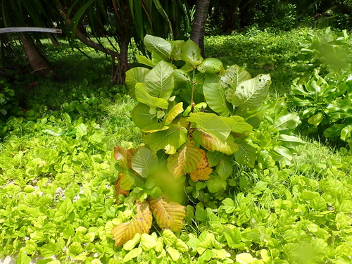 Guettarda speciosa observed 2026-10-02