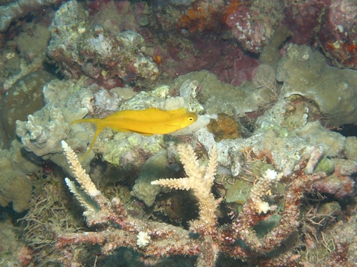 Plagiotremus laudandus observed 2026-10-01
