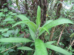 Siphocampylus giganteus