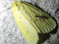 Stigmatophora flava leacrita