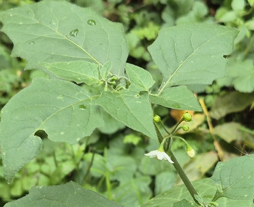 black nightshade