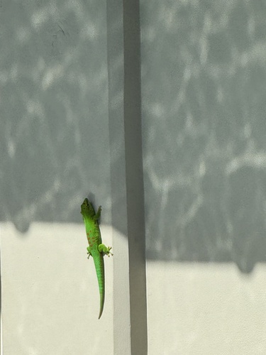 Madagascar Giant Day Gecko